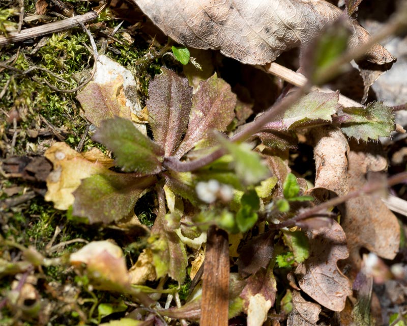 Draba muralis / Draba dei muri